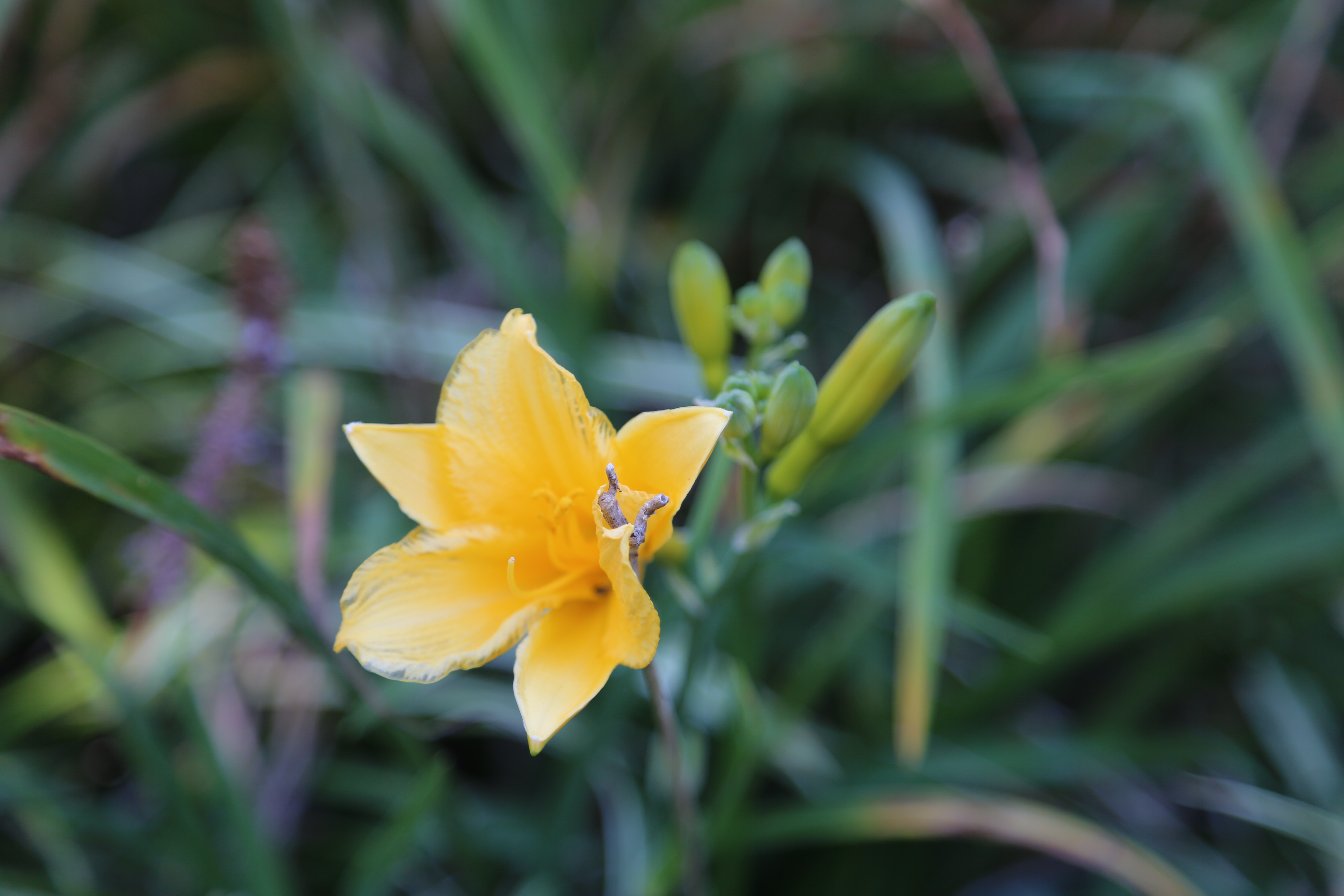 A yellow flower blooming in a campus garden