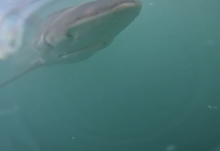 image of a shark from swimming with sharks in South Africa