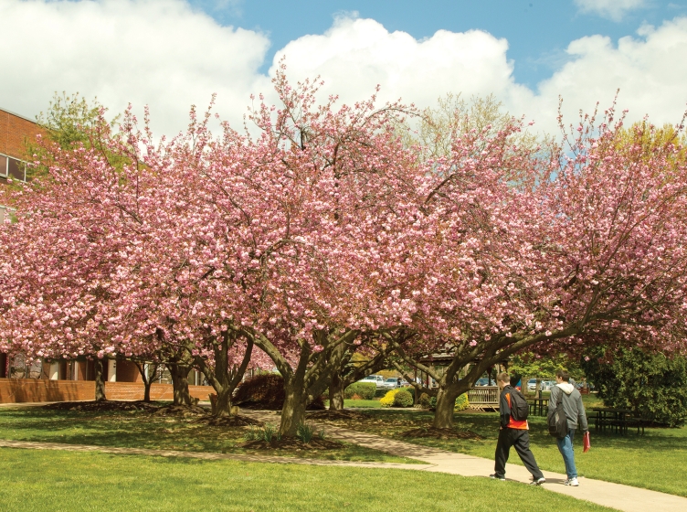 Students walking under trees in bloom