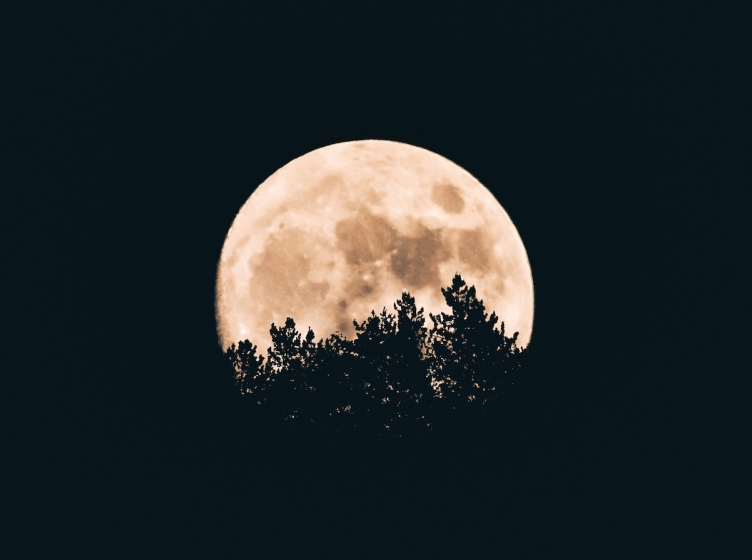 A full moon at night peeking through trees